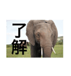 アフリカの動物達(文字あり)（個別スタンプ：3）