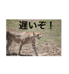 アフリカの動物達(文字あり)（個別スタンプ：4）