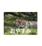 アフリカの動物達(文字あり)（個別スタンプ：5）