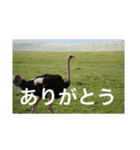 アフリカの動物達(文字あり)（個別スタンプ：7）