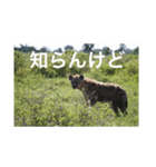 アフリカの動物達(文字あり)（個別スタンプ：8）