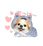 チワワのポッキー♡♡（個別スタンプ：9）