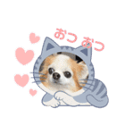 チワワのポッキー♡♡（個別スタンプ：10）