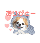 チワワのポッキー♡♡（個別スタンプ：11）