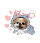 チワワのポッキー♡♡（個別スタンプ：12）