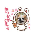 チワワのポッキー♡♡（個別スタンプ：14）