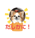 チワワのポッキー♡♡（個別スタンプ：15）