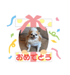 チワワのポッキー♡♡（個別スタンプ：18）