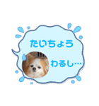 チワワのポッキー♡♡（個別スタンプ：20）