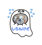 チワワのポッキー♡♡（個別スタンプ：23）