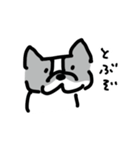 若いボストンテリア（個別スタンプ：12）