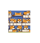 柴犬 ひま（個別スタンプ：4）