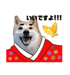 柴犬トマトの日常 ていねい語編（個別スタンプ：1）