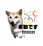 柴犬トマトの日常 ていねい語編（個別スタンプ：2）