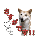 柴犬トマトの日常 ていねい語編（個別スタンプ：4）