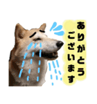 柴犬トマトの日常 ていねい語編（個別スタンプ：5）