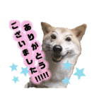 柴犬トマトの日常 ていねい語編（個別スタンプ：6）