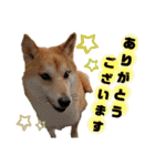 柴犬トマトの日常 ていねい語編（個別スタンプ：7）