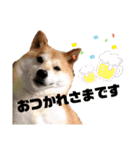柴犬トマトの日常 ていねい語編（個別スタンプ：9）