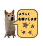 柴犬トマトの日常 ていねい語編（個別スタンプ：10）