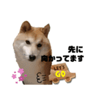 柴犬トマトの日常 ていねい語編（個別スタンプ：11）