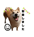 柴犬トマトの日常 ていねい語編（個別スタンプ：12）