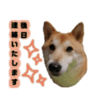 柴犬トマトの日常 ていねい語編（個別スタンプ：13）