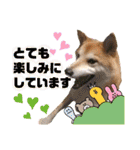 柴犬トマトの日常 ていねい語編（個別スタンプ：14）