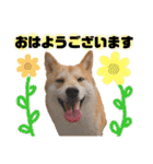 柴犬トマトの日常 ていねい語編（個別スタンプ：15）