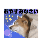 柴犬トマトの日常 ていねい語編（個別スタンプ：16）