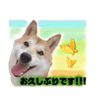 柴犬トマトの日常 ていねい語編（個別スタンプ：18）