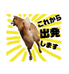 柴犬トマトの日常 ていねい語編（個別スタンプ：19）
