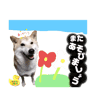 柴犬トマトの日常 ていねい語編（個別スタンプ：20）