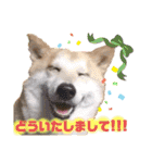 柴犬トマトの日常 ていねい語編（個別スタンプ：21）