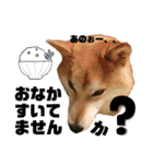 柴犬トマトの日常 ていねい語編（個別スタンプ：22）