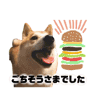 柴犬トマトの日常 ていねい語編（個別スタンプ：23）