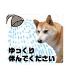 柴犬トマトの日常 ていねい語編（個別スタンプ：24）