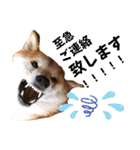 柴犬トマトの日常 ていねい語編（個別スタンプ：25）