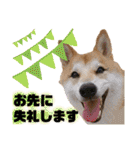 柴犬トマトの日常 ていねい語編（個別スタンプ：26）