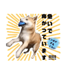 柴犬トマトの日常 ていねい語編（個別スタンプ：27）
