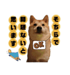 柴犬トマトの日常 ていねい語編（個別スタンプ：28）