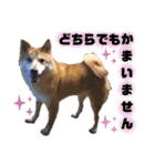 柴犬トマトの日常 ていねい語編（個別スタンプ：29）