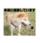 柴犬トマトの日常 ていねい語編（個別スタンプ：32）