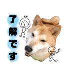 柴犬トマトの日常 ていねい語編（個別スタンプ：34）