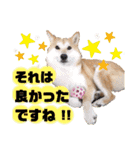 柴犬トマトの日常 ていねい語編（個別スタンプ：35）
