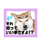 柴犬トマトの日常 ていねい語編（個別スタンプ：36）