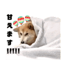 柴犬トマトの日常 ていねい語編（個別スタンプ：37）