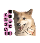 柴犬トマトの日常 ていねい語編（個別スタンプ：39）