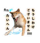 柴犬トマトの日常 ていねい語編（個別スタンプ：40）