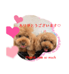 トイプードル ロック3（個別スタンプ：8）